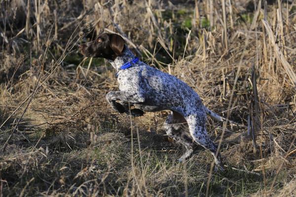 /Images/uploads/Southeast German Shorthaired Pointer Rescue/segspcalendarcontest/entries/31067thumb.jpg